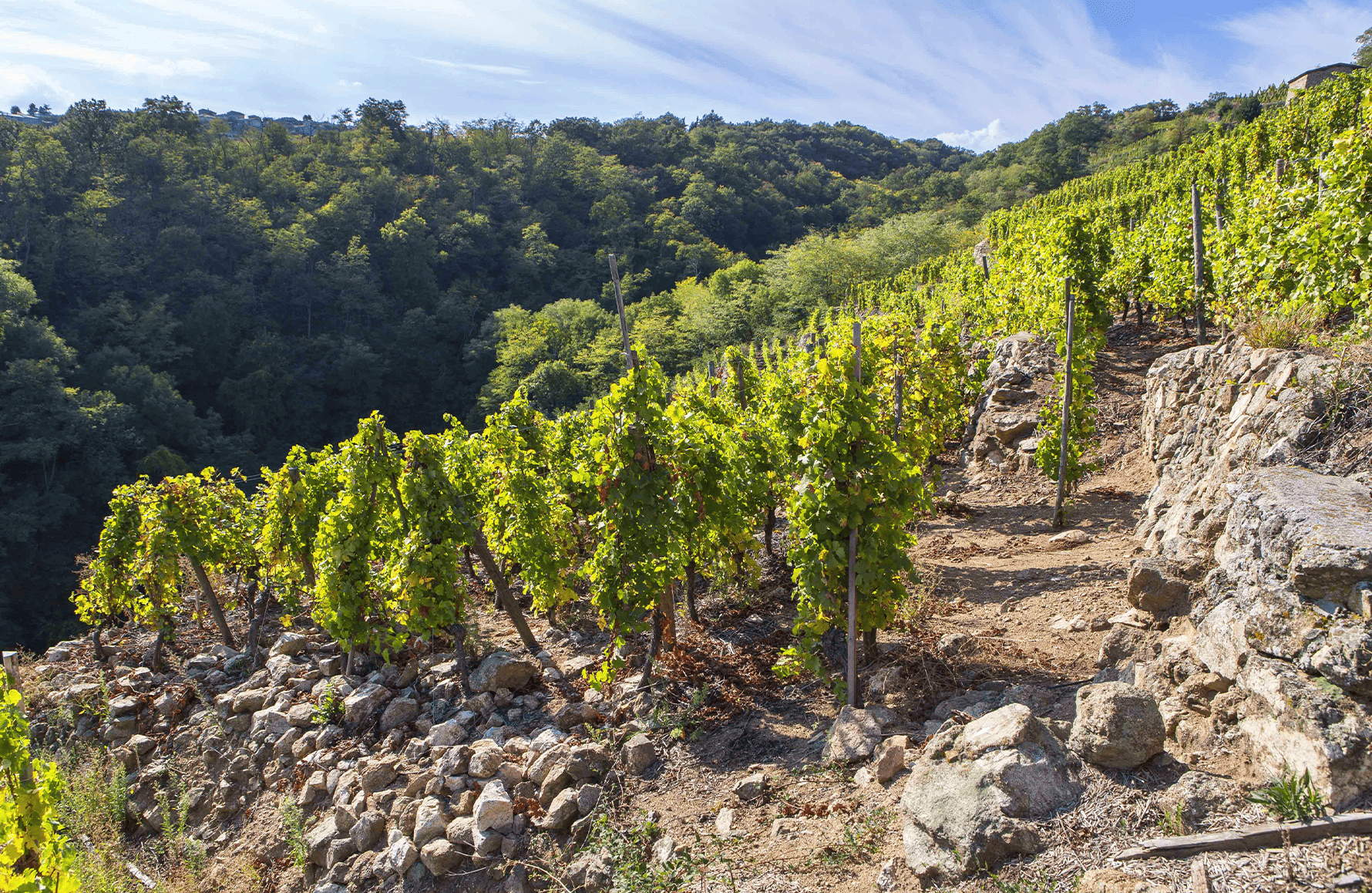 Wines Yves Cuilleron